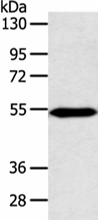 ZNF239 Polyclonal Antibody (E-AB-52250)