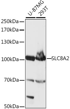 SLC8A2 Polyclonal Antibody (E-AB-91260)