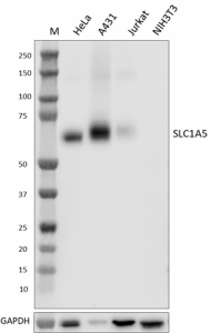Purified anti-SLC1A5 Antibody (608051)