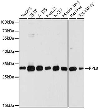 RPL8 Polyclonal Antibody (E-AB-62201)