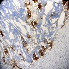 Purified anti-CD106 (VCAM-1) Antibody (Previously Covance catalog# MMS-476P) (919801)