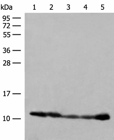 ATP5I Polyclonal Antibody (E-AB-18027)