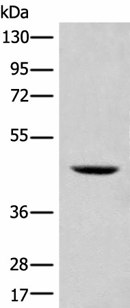 SHPK Polyclonal Antibody (E-AB-52517)