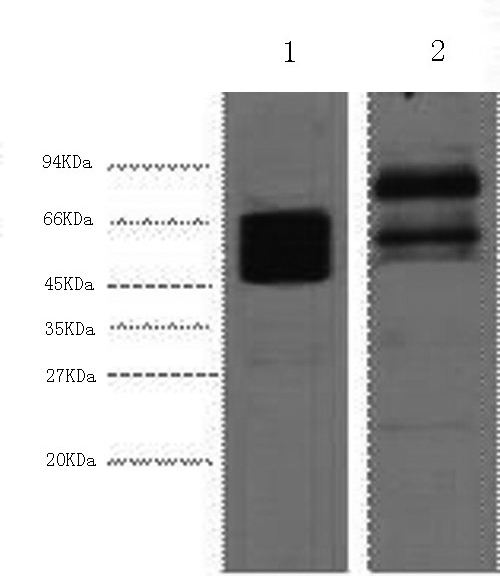 CK-8 Monoclonal Antibody (E-AB-22018)