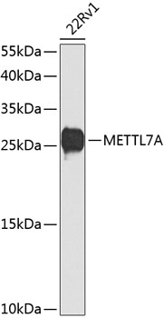 METTL7A Polyclonal Antibody (E-AB-62404)