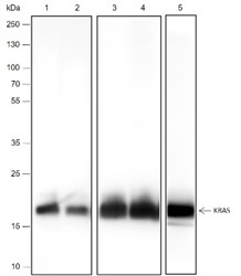 Recombinant KRAS Monoclonal Antibody (AN301583L)