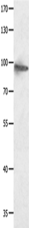 HCN1 Polyclonal Antibody (E-AB-15708)