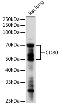 CD80 Polyclonal Antibody (E-AB-68320)