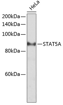 STAT5A Polyclonal Antibody (E-AB-65556)