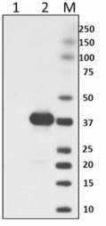 Purified anti-E. coli RNA Polymerase α Antibody (663104)