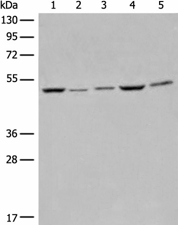 EIF4A3 Polyclonal Antibody (E-AB-18715)