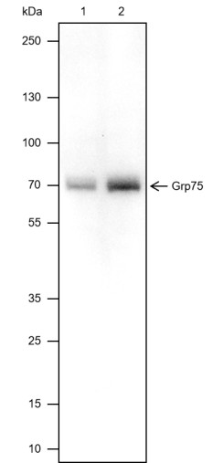 Recombinant GRP75 Monoclonal Antibody (AN301691L)