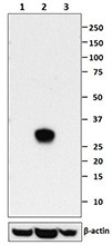 Purified anti-Lin28A Antibody (657802)