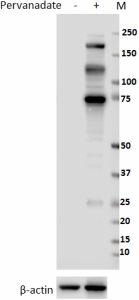 Purified anti-Phosphotyrosine Antibody (309301)