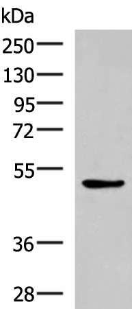 BLNK Polyclonal Antibody (E-AB-18540)