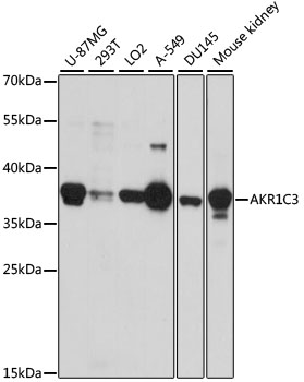AKR1C3 Polyclonal Antibody (E-AB-67236)
