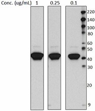 Purified anti-Cytokeratin 19 Antibody