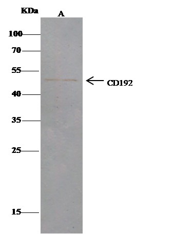 CCR2/cd192 Polyclonal Antibody (AN100002P)
