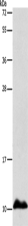 APOC1 Polyclonal Antibody (E-AB-14587)