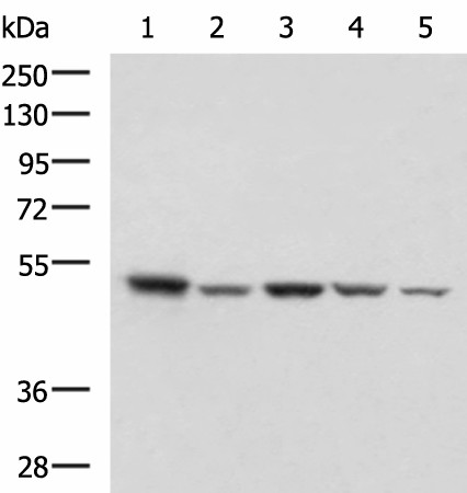 ENO3 Polyclonal Antibody (E-AB-52747)