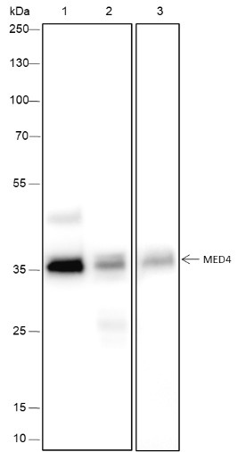 Recombinant MED4 Monoclonal Antibody (AN301718L)