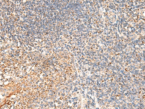 DUSP7 Polyclonal Antibody (E-AB-18976)