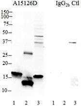 Purified anti-α-Synuclein, 117-122 Antibody (848601)