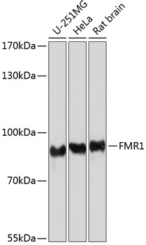 FMR1 Polyclonal Antibody (E-AB-63843)