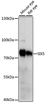 SIX5 Polyclonal Antibody (E-AB-66636)