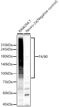 F4/80 Polyclonal Antibody (E-AB-93240)