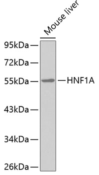 HNF1A Polyclonal Antibody (E-AB-67543)