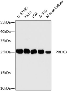 PRDX3 Polyclonal Antibody (E-AB-64441)