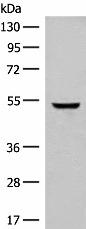 GLCCI1 Polyclonal Antibody (E-AB-18001)