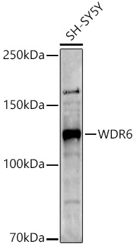 WDR6 Polyclonal Antibody (E-AB-92800)