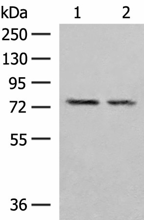 PDIA4 Polyclonal Antibody (E-AB-52766)