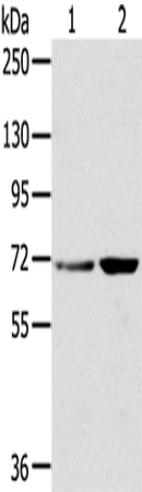 SNX2 Polyclonal Antibody (E-AB-13676)