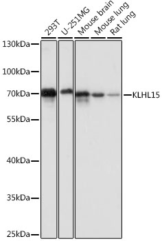 KLHL15 Polyclonal Antibody (E-AB-66861)