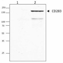 Purified anti-human CD283 (TLR3) Antibody (315002)