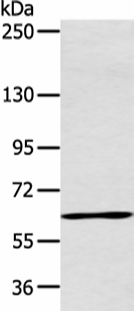 ATG16L1 Polyclonal Antibody (E-AB-19375)