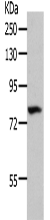 CD10 Polyclonal Antibody (E-AB-12794)