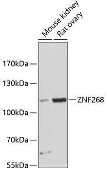ZNF268 Polyclonal Antibody (E-AB-64368)