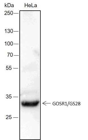 Recombinant GOSR1/GS28 Monoclonal Antibody (AN301536L)