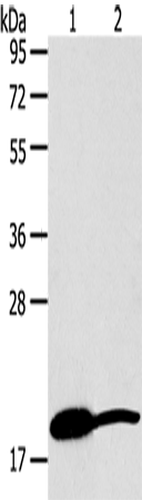 GDF2 Polyclonal Antibody (E-AB-12739)