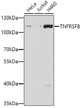 TNFRSF8 Polyclonal Antibody (E-AB-62031)