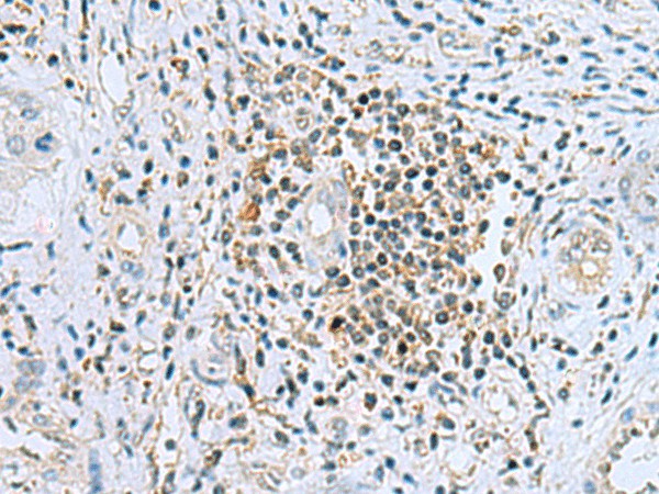 DHRS7B Polyclonal Antibody (E-AB-53149)