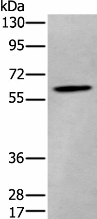 ZKSCAN1 Polyclonal Antibody (E-AB-18450)