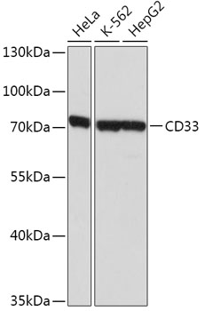 SIGLEC3/CD33 Polyclonal Antibody (E-AB-60582)