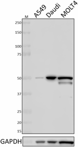 Purified anti-Cyclin A Antibody (644001)