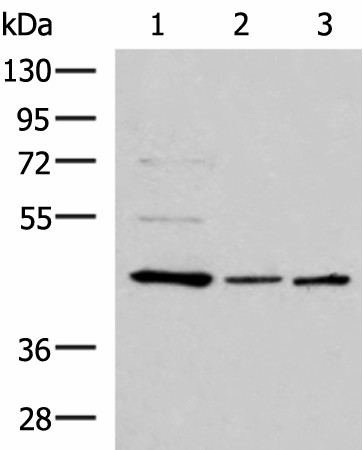 ACTL6B Polyclonal Antibody (E-AB-52947)