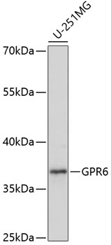 GPR6 Polyclonal Antibody (E-AB-65090)
